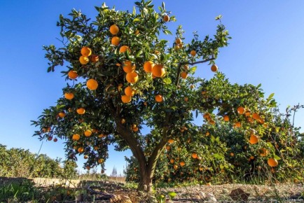 ������� ������ ������� ����������: ��� �� ��������� ��� �������