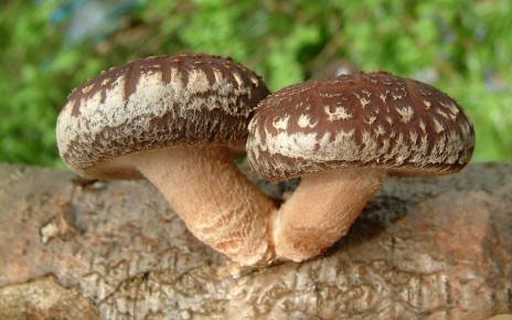 ���� �������: ������������ �������� ��������