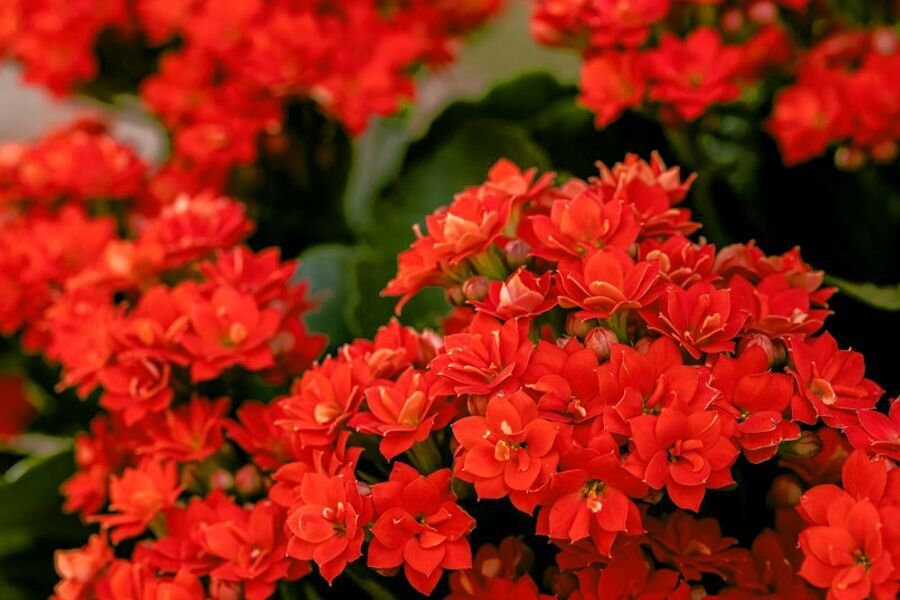 Как пробудить каланхоэ к цветению: главные советы по уходу