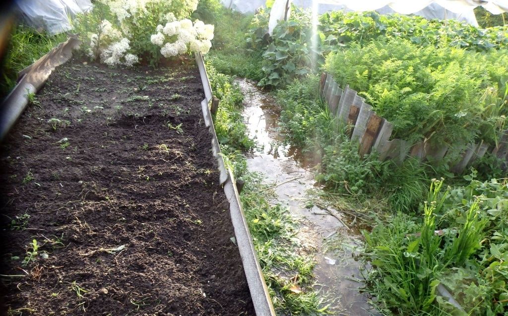 Как защитить урожай от дождливого лета: полезные советы для садоводов