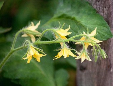 ����������� ������������ �������� ������