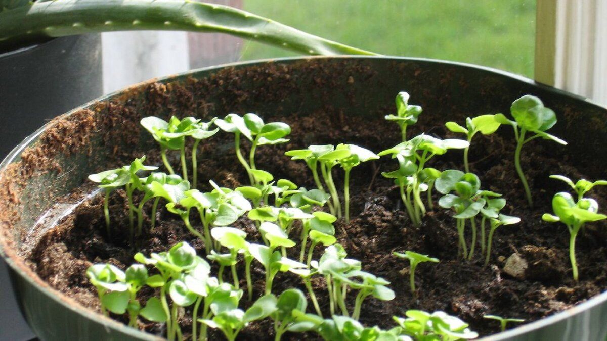 ����: ����� ��� ������ ���������� ������ � ����� ����