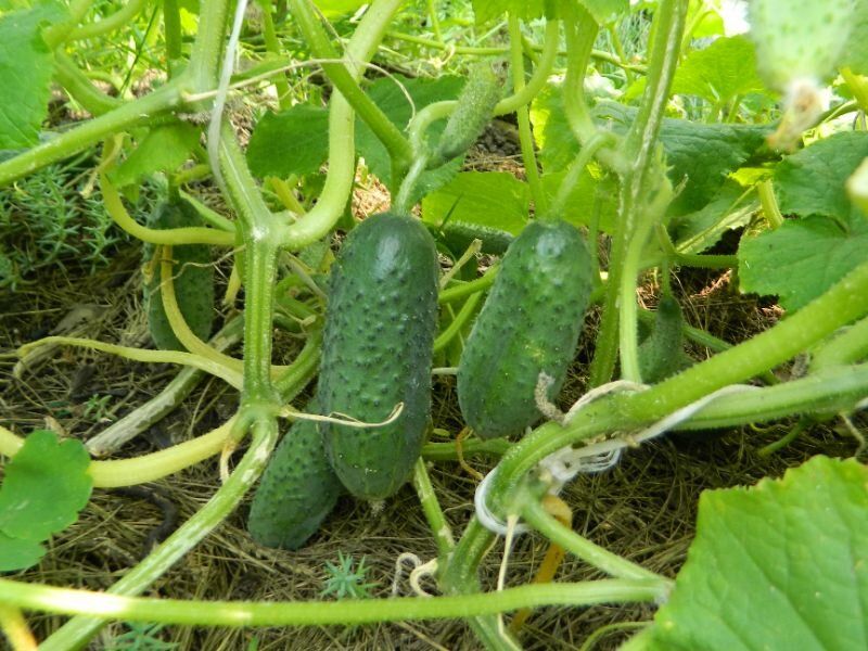 ������ ���������: ������� ����� �� ������ ������ ����