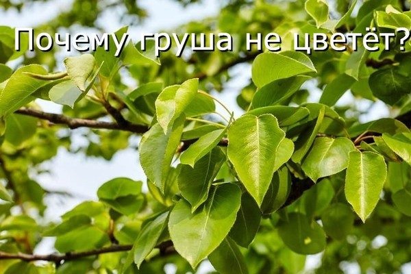 Почему груша не цветёт? Узнайте причины и решения