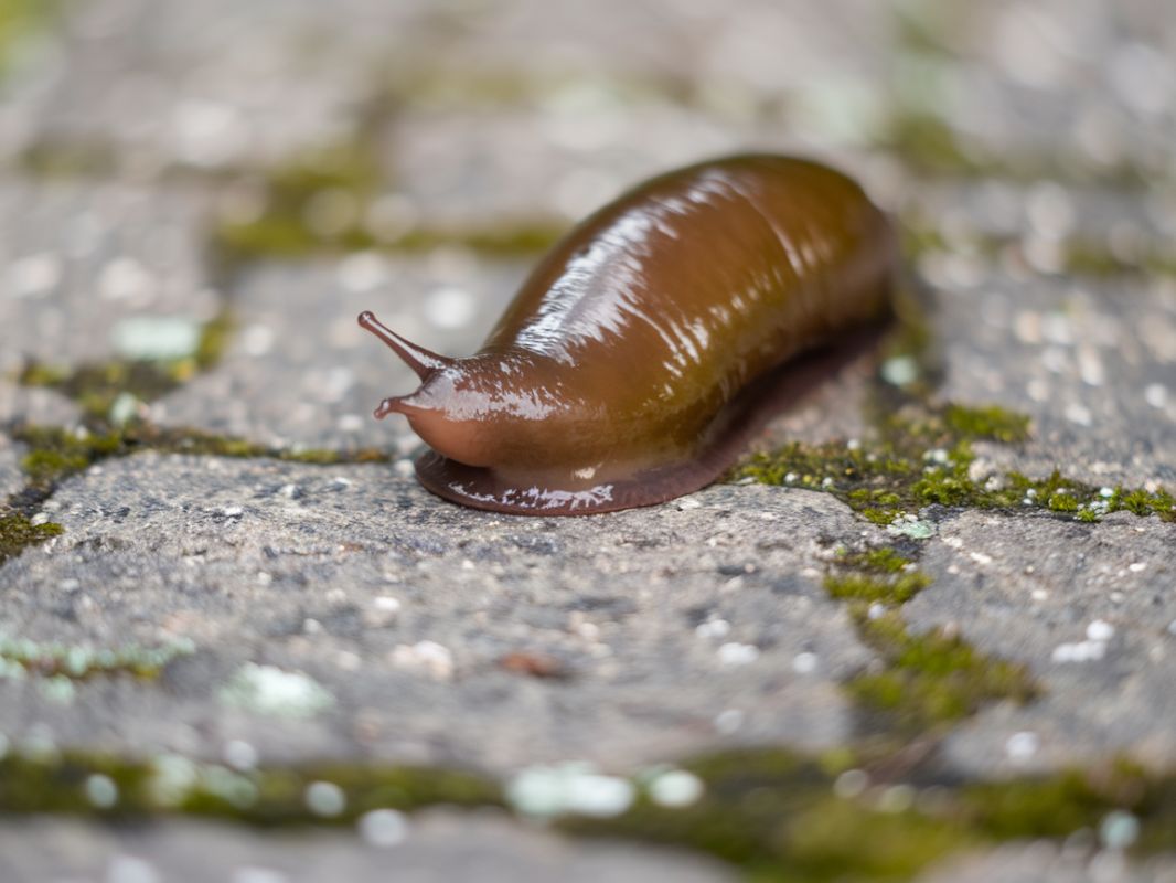 ��� �������� ���� ������ �� �������: ����������� ������ � ������������