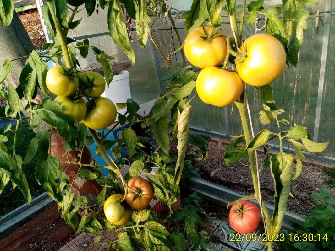 ����������: ������� ���������� � ����, ������� ���� ��������