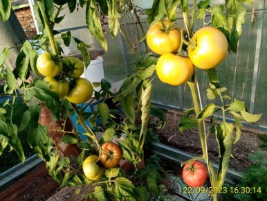 Фитоспорин: секреты применения и мифы, которые пора развеять