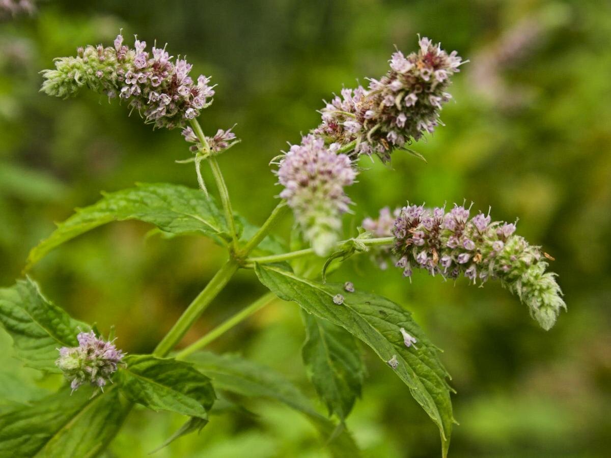 Как контролировать мяту на вашем участке: полезные советы