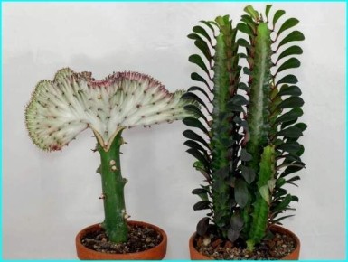 ��������: ��� ���� ������������ ������ ���� ��������� ����������� �����