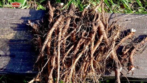 Уникальное руководство по заготовке корня одуванчика: секреты и советы