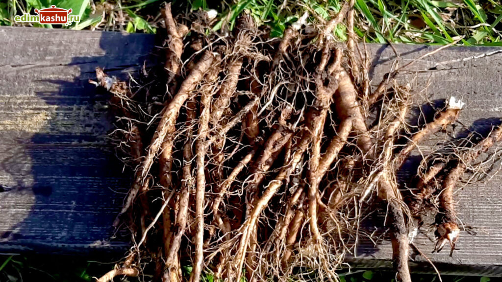 Уникальное руководство по заготовке корня одуванчика: секреты и советы