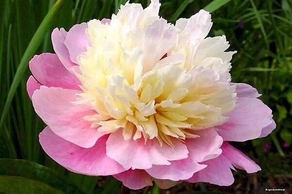 ����� ������: ��� ��������� ��� ��������� ���� �� ����� �������