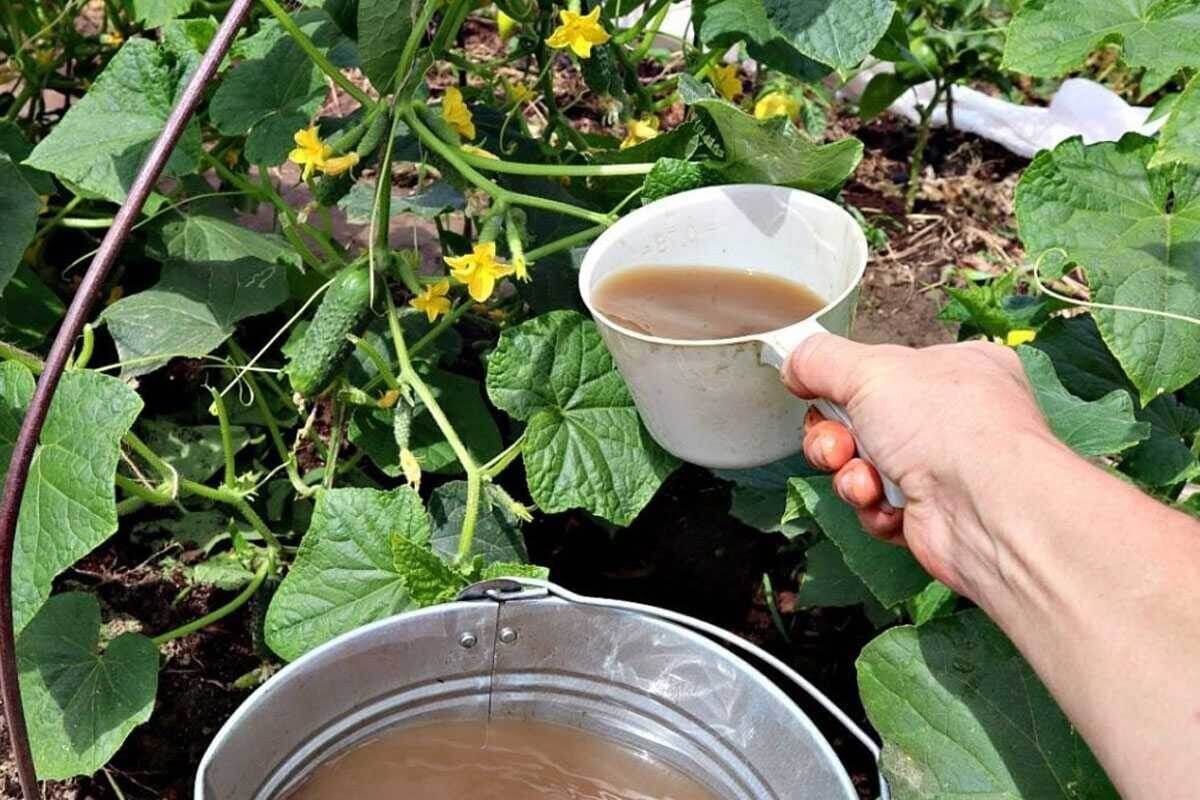 Как обеспечить огурцам великолепный урожай даже в жару