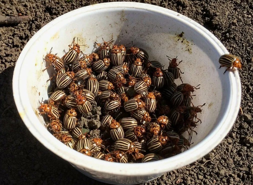 ��� ���������� ���������� � ������������ ������ �� �������� �� ��������� ������