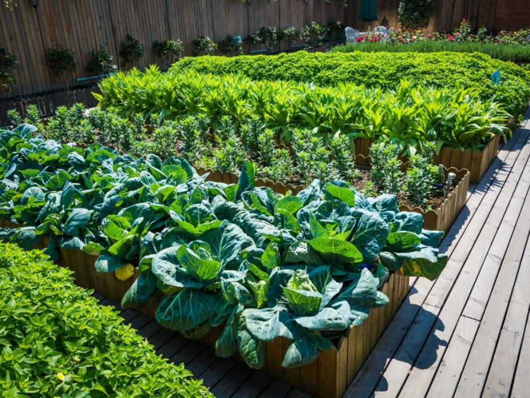 ��� �������� ����� �������� revital��������� ��� ���