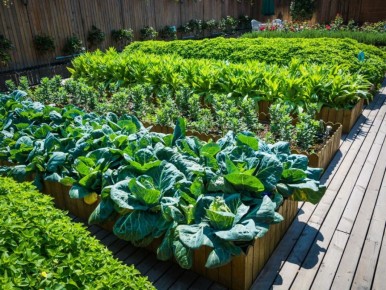 ��� �������� ����� �������� revital��������� ��� ���