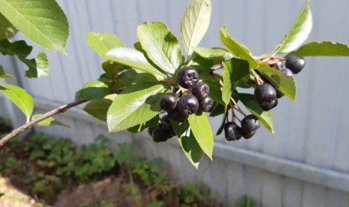 Дары черноплодной рябины: как заготовить вкусные лакомства на зиму