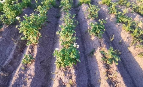 Как антитранспиранты могут спасти картофель от последствий изменения климата