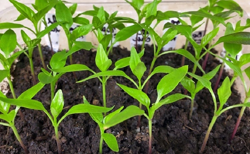 Секреты быстрого проращивания семян перца: как получить крепкие всходы всего за пять дней