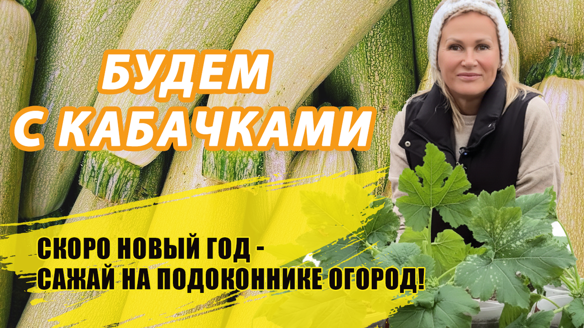 Как вырастить кабачки на подоконнике: секреты успешного сбора урожая