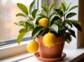 Как заставить комнатный лимон зацвести: секреты уюта на подоконнике