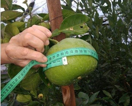 � ����������� ����������� ���������� ���� ����������