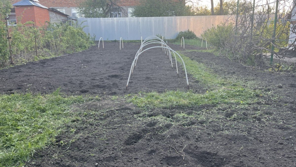 Неожиданные соседи: что сажать после помидоров и кого избегать