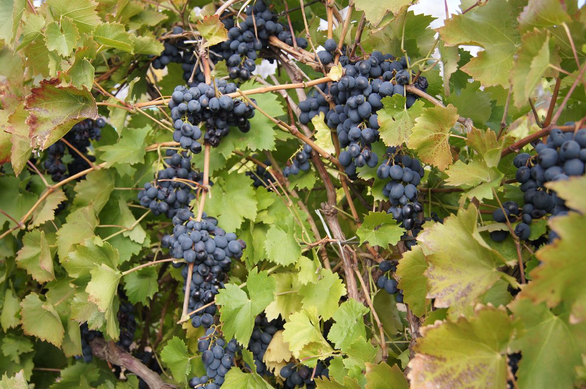 ������ ���������: ����� ������� ������� �� �����������