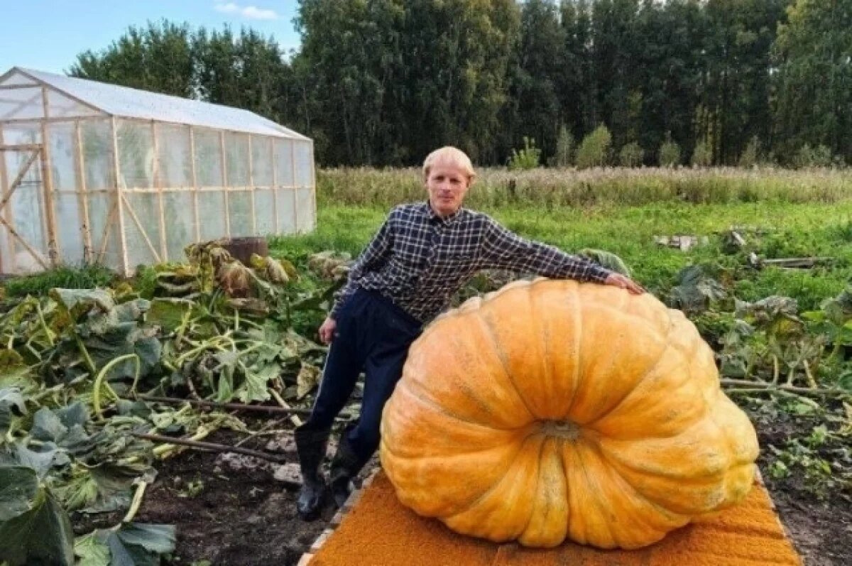 Сибирская тыква весом более 600 кг покорила всероссийский конкурс овощей