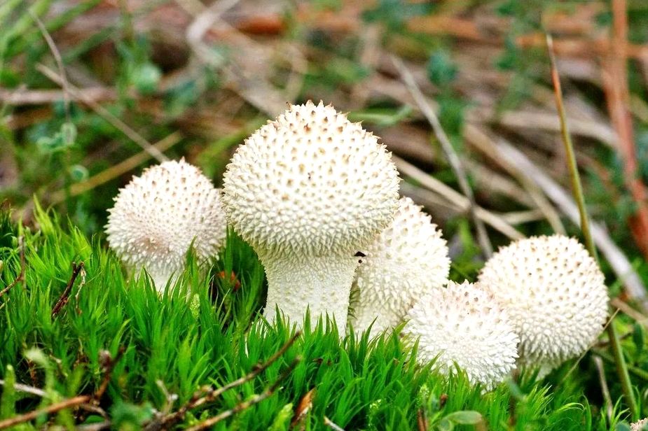 ������������ ��� ����������