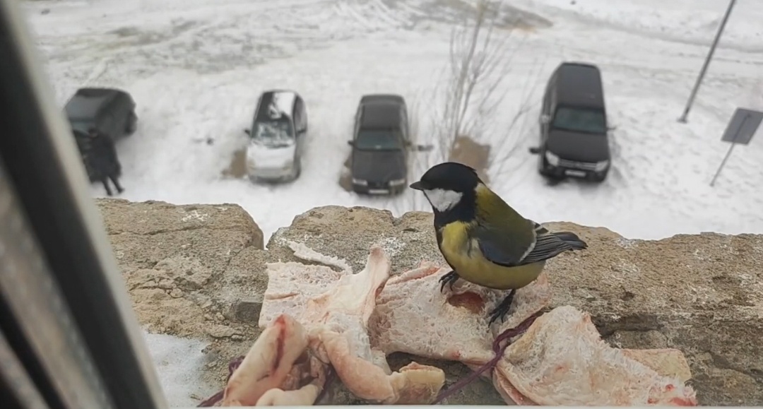 Синицы зимой: радость и забота