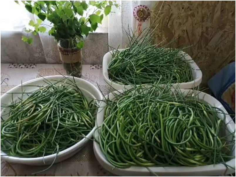 Сбор чесночных стрелок: полезный деликатес на вашем столе