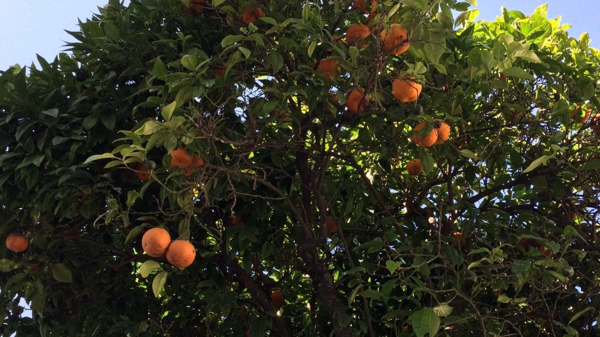 ��� ��������� �������� �� ��������: ������� ��������� �����