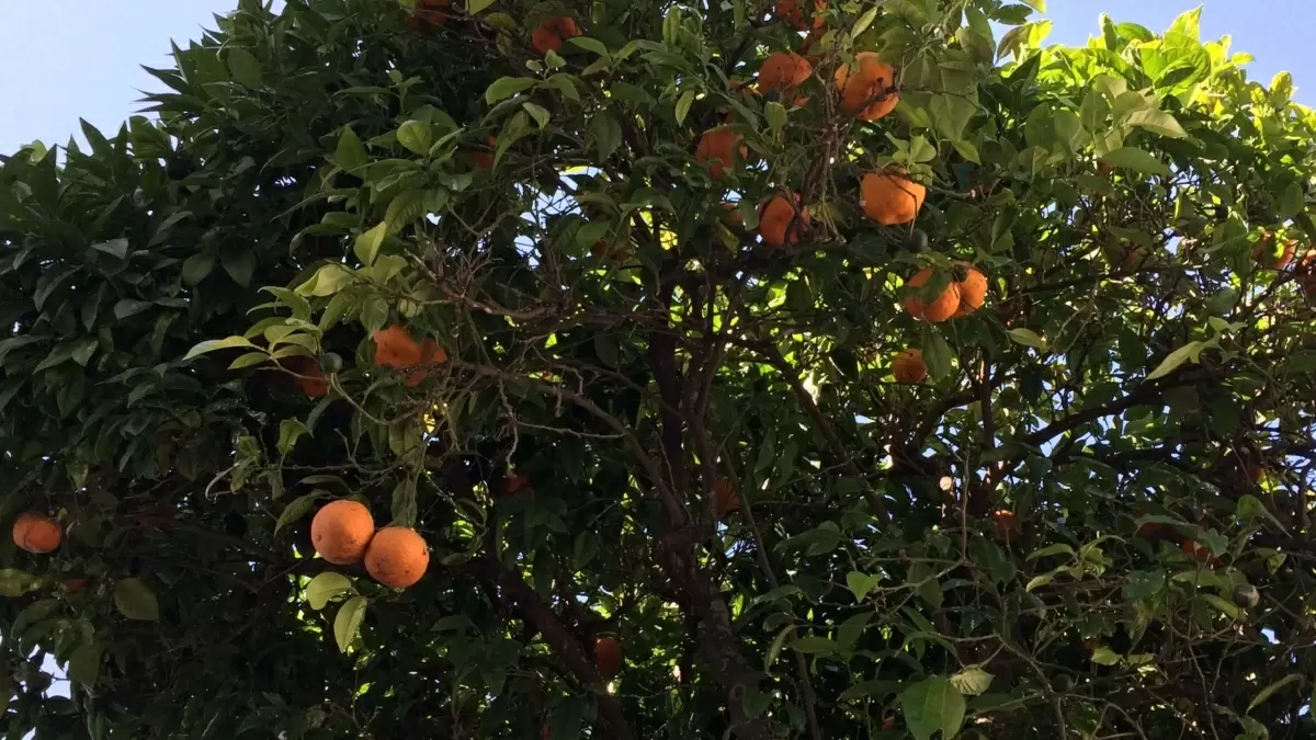 Как вырастить мандарин из косточки: секреты успешного ухода