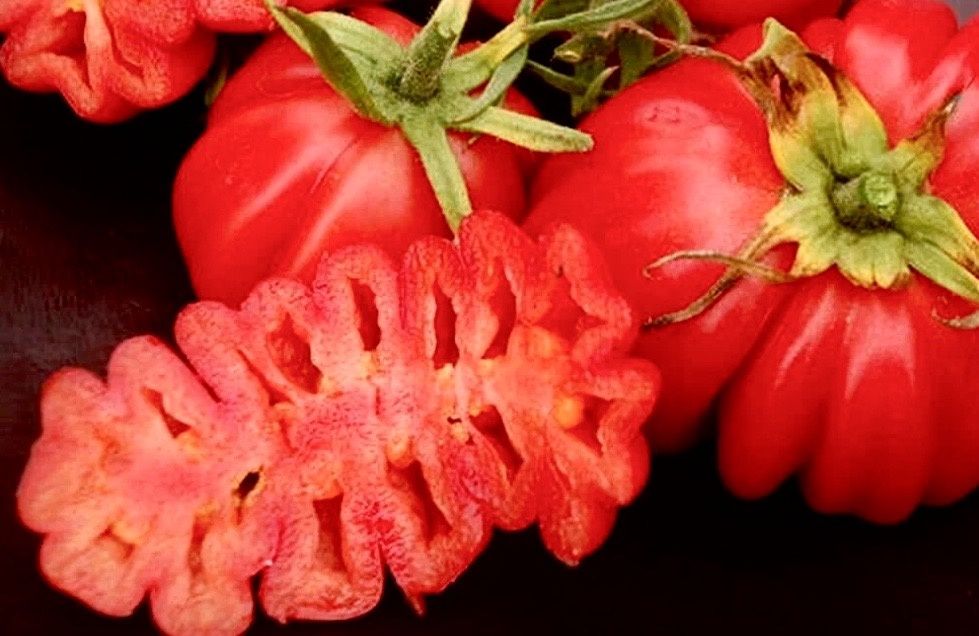 ������ ���� ��� ������ ���� �� ���������