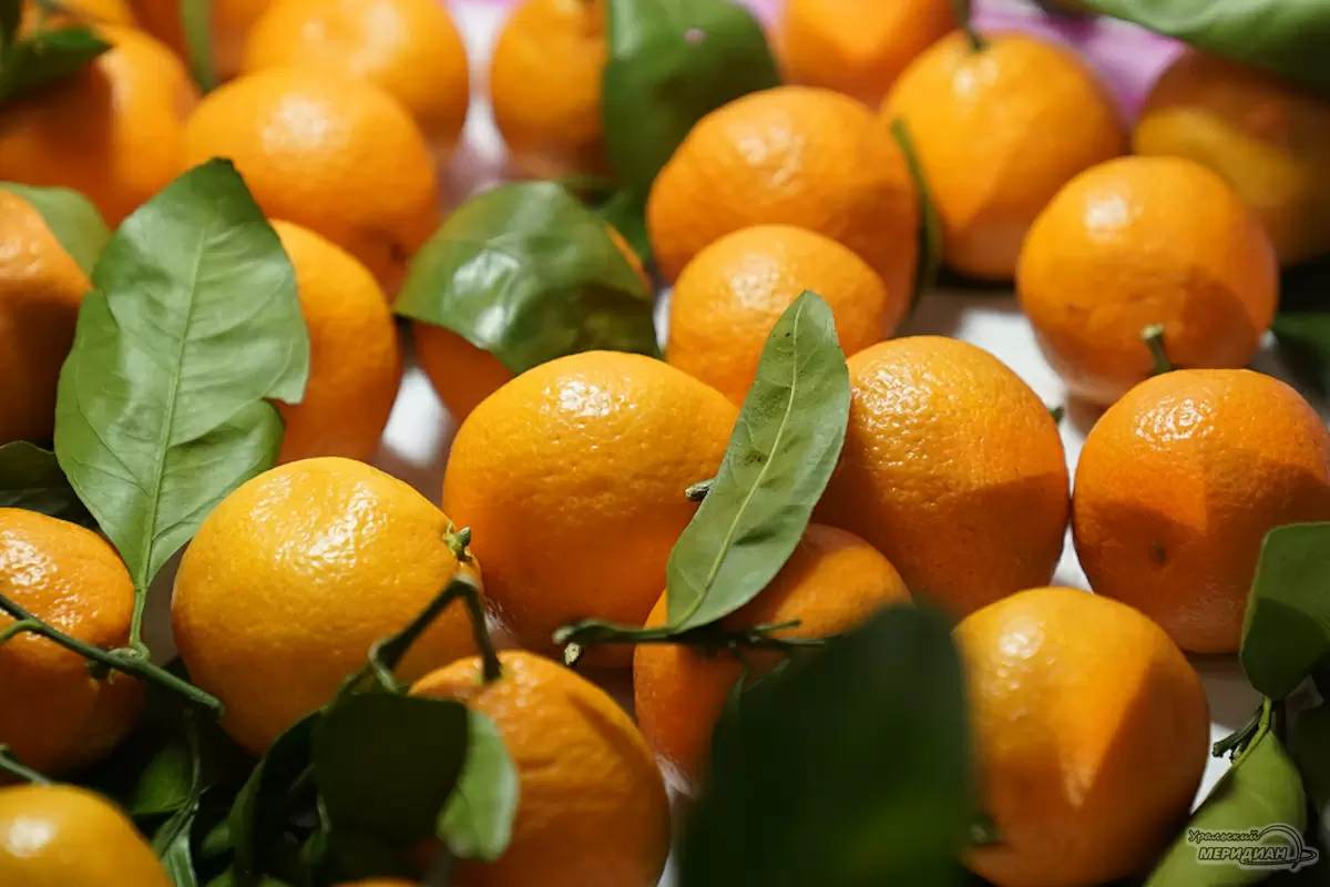 Теплота цитрусовых: как мандарины пришли на Урал