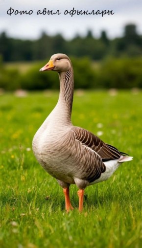 ���� � �������: ���������� ������� ���������� ���������