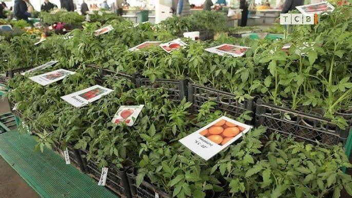 ��� ������� ��������� ������� ��� �������� ������: ������ �� ���������