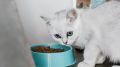 ������ ����� ������������ � ���: ������ ��������� Cats Protection