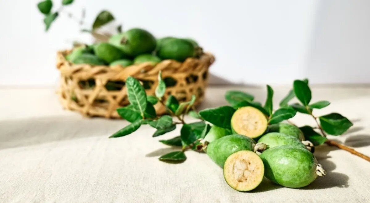 Фейхоа: экзотика в каждом вкусе — где её достать и как выбрать