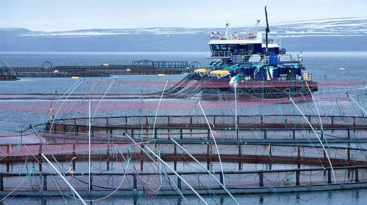 Вертикальная интеграция и технологии спасают аквакультуру в России