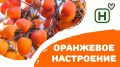 Хурма: солнечный фрукт осени